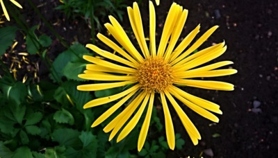 Má mě rád, nemá mě rád ...