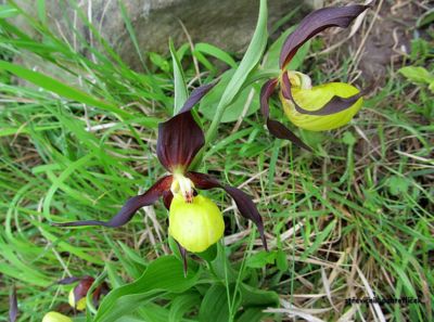 Z Bílých strání (střevíčník pantoflíček)