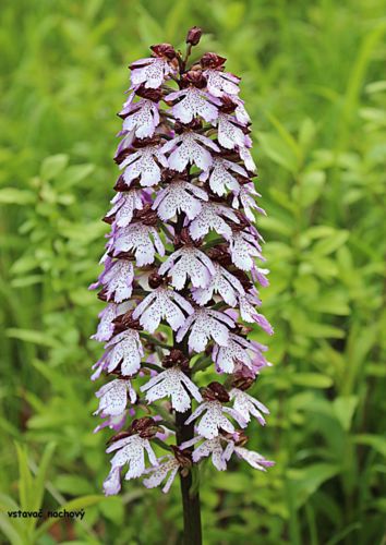 Z Bílých strání (vstavač nachový)