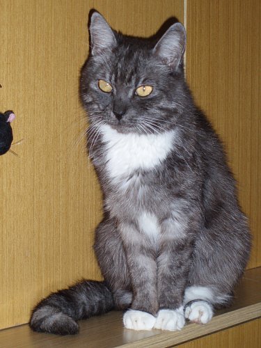 Kočka Naděnka