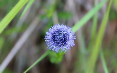 Z Bílých strání (koulenka prodloužená)