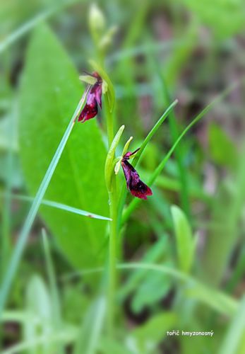Z Bílých strání (tořič hmyzonosný)