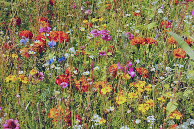 Z náměstí v Rožnově p.R.*