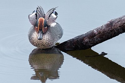 Nafouknutá čírka...