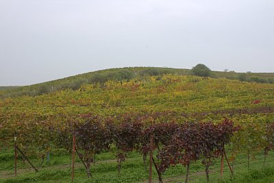 Podzimní vinice