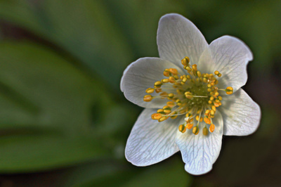 Za tři měsíce už pokvete