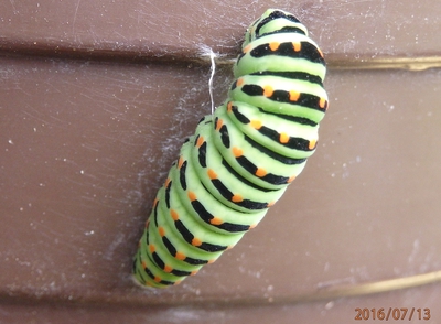 Začínám se kuklit