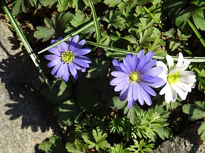 Zahradní sasanka...