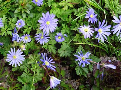 Zahradní sasanky...