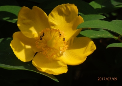 Zahradní třezalka a broučci