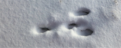 Zajíček otiskl čtvero paciček..