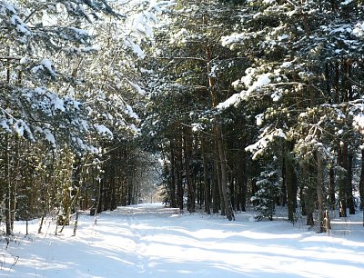 Zasněžená cestička...