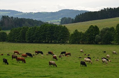 Na pastvě