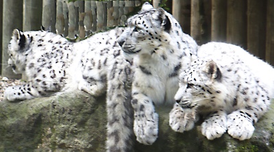 Ze ZOO -Sněžný levhart