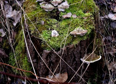 Jarně bohatý pařez