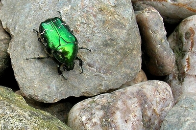 Zlatohlávek hladký