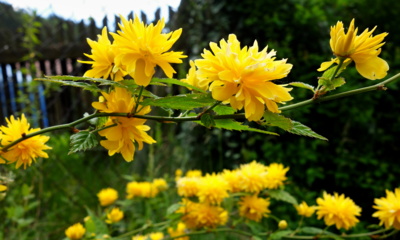 Jaro v žluté