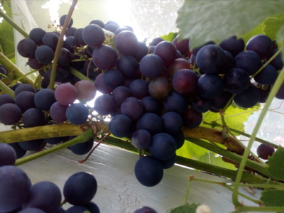 a už sklízíme, co jme vypiplali... :-)