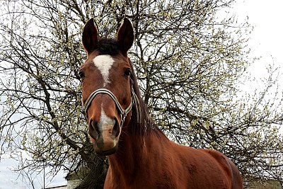 Když na tebe koukne kůň