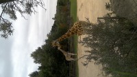 foto Ája - zde se žirafa naskládala na šířku - ale vkládáno bylo normálně :-)