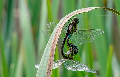 U vážek v ložnici*
