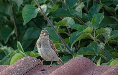 připraven- můžeš fotit