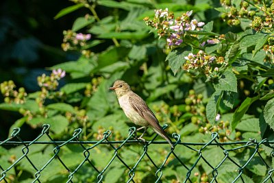 sedmihlásek hajní*