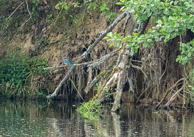 ledňáček (nehodnotit) *