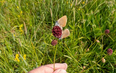 když víc fouká....* (nesoutěžní)
