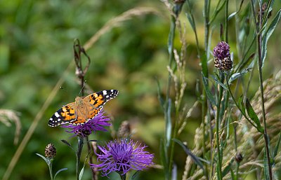 babočka bodláková