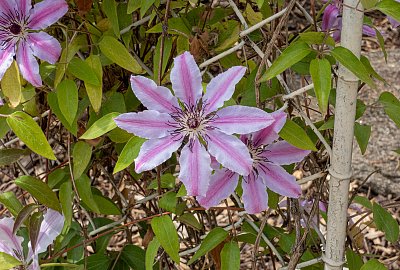 clematis