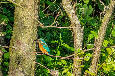 mladý ledňáček *