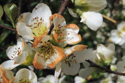 ... asi mráz je skosil mačetou