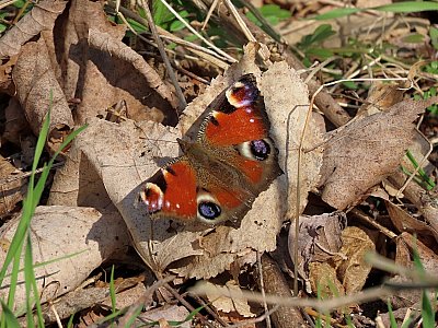 A je tu zas, motýlů čas