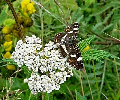 Babočka síťkovaná