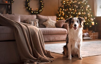 Víte, že i psi mají své vánoční dárky, cukroví i adventní kalendáře?