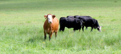 Týýýýý bejku!!!