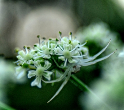 bílá s kosou (bylo už  skoro tma)