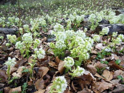 V lese pod Ještědem