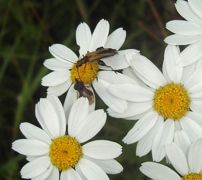 Na litoměřické Bílé stráni.