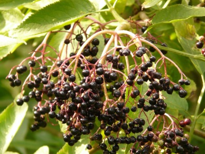 black-elderberry-8954_1280.jpg