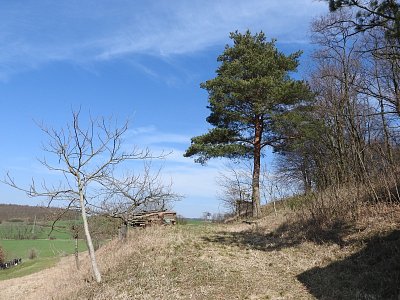 borovice-2.jpg