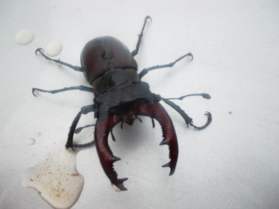 Plaval jsem si v sudu, domácí mně vyhodila na sluníčko usušit...