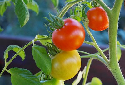 bush-tomatoes-876963_1280.jpg