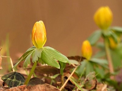 Talovín, první pozdrav jara