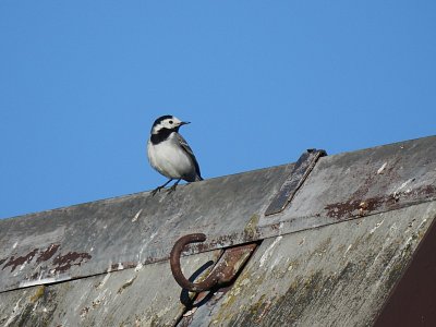 Třasořitka (konipas bílý)