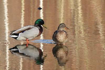 No tak, nedělej drahoty
