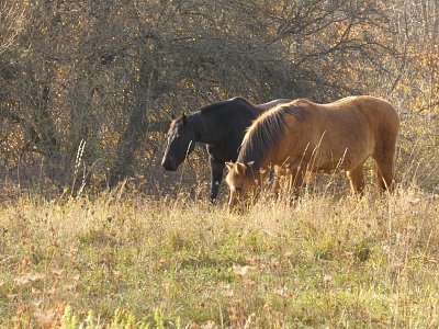 Potkala jsem koníčky