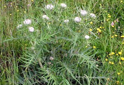 02. carlina-acaulis-subsp.-caulescens-pupava-bezlodyžná-prodloužená