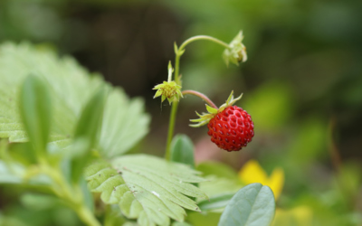 Čas lesních jahod...